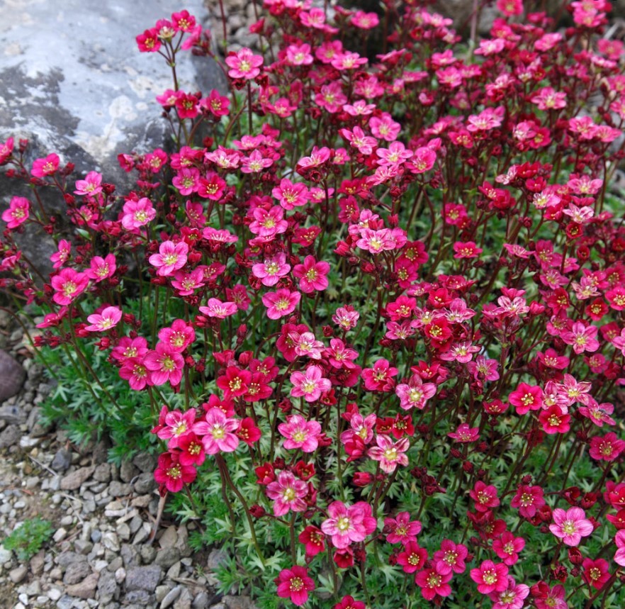 Камнеломка Арендса «Blutenteppich»