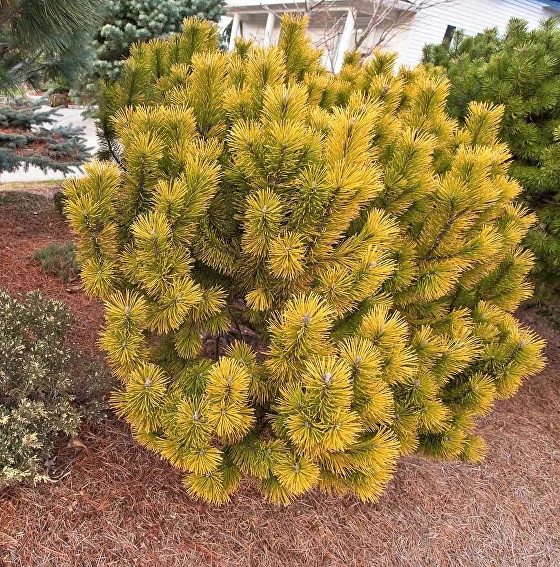 Сосна горная "Casten Wintergold"