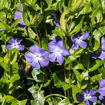 Барвинок большой 