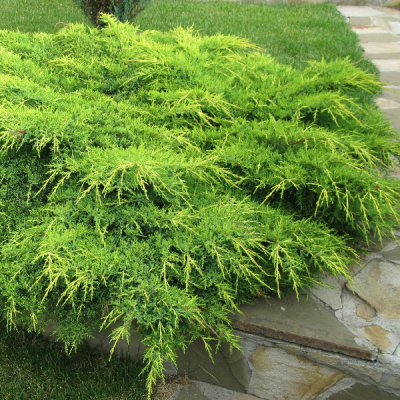 Можжевельник средний (Juniperus media)                     “Gold Coast”