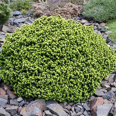 Ель обыкновенная (Picea abies) "Little Gem"