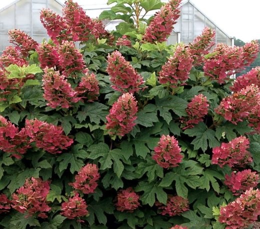 Гортензия дуболистная "Amethyst"