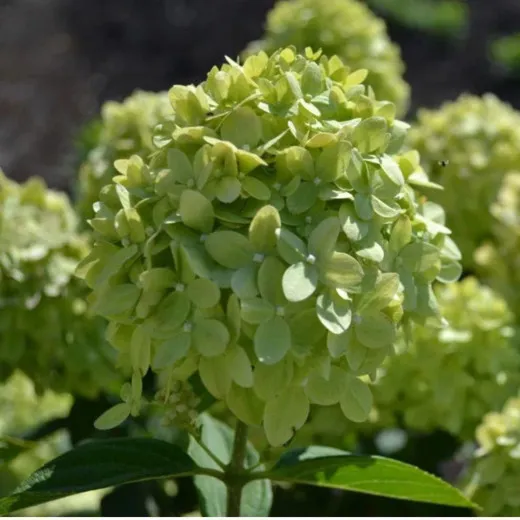 Гортензия метельчатая (Hydrangea paniculata) «Gardenlight Greenlight»