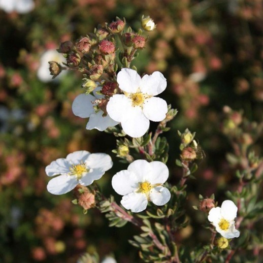 Лапчатка кустарниковая (Potentilla fruticosa) «White Lady»