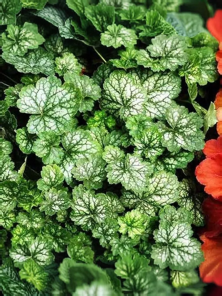 Гейхера (Heuchera) «Little Cutie Peppermint»