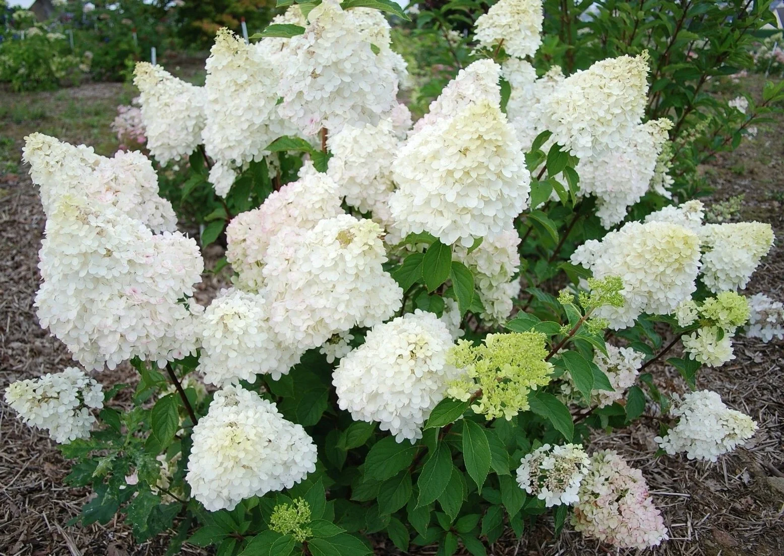 Гортензия метельчатая (Hydrangea paniculata) "Diamantino"