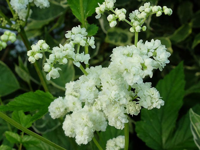 Лабазник вязолистный (Filipendula ulmaria) «Plena»