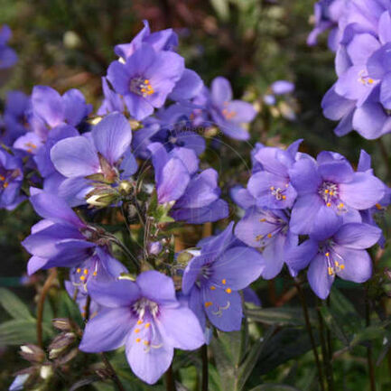 Синюха (Polemónium) «Bressingham Purple»