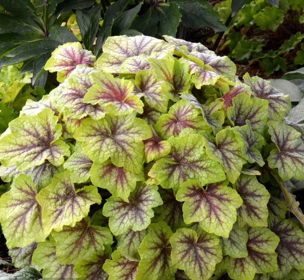 Гейхерелла (Heucherella) «Fire Frost»