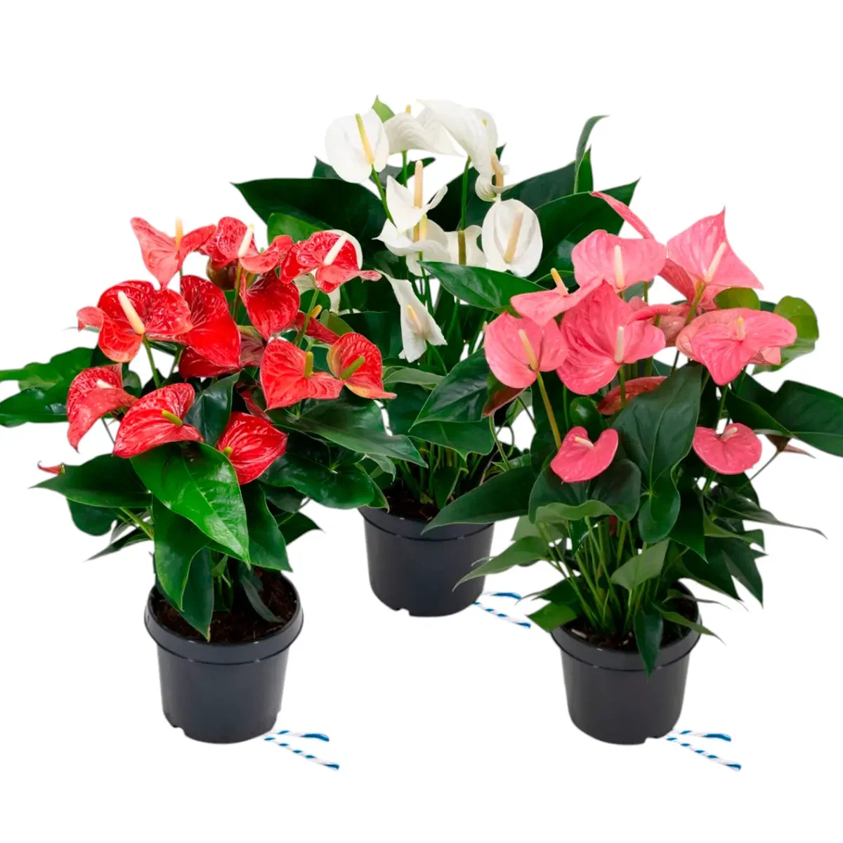 Антуриум Андре, mix 