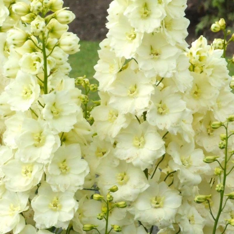 Дельфиниум (Delphinium)           «Yellow Pearl»