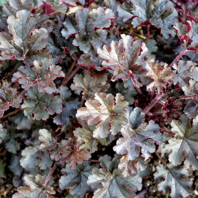 Гейхера (Heuchera) «Prince»