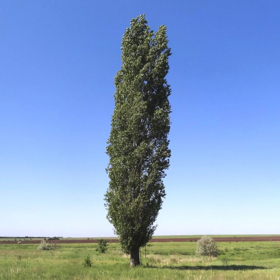 Тополь берлинский пирамидальный