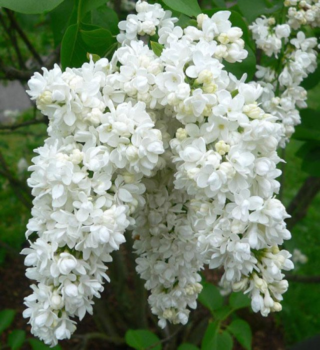 Сирень  обыкновенная (Syringa vulgaris) «Жанна  д. Арк»