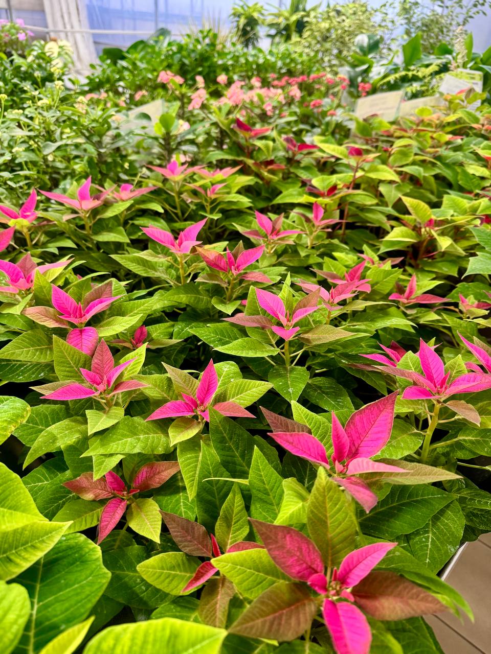 "Пуансетия"