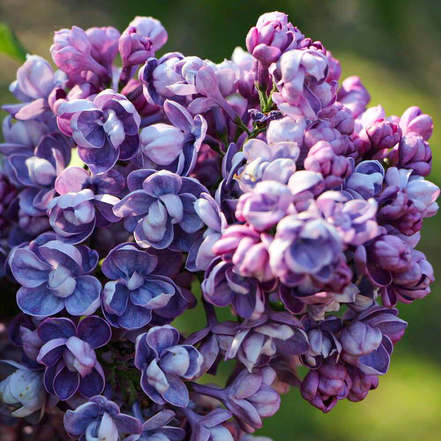 Сирень обыкновенная (Syringa vulgaris)      «Ami Schott»
