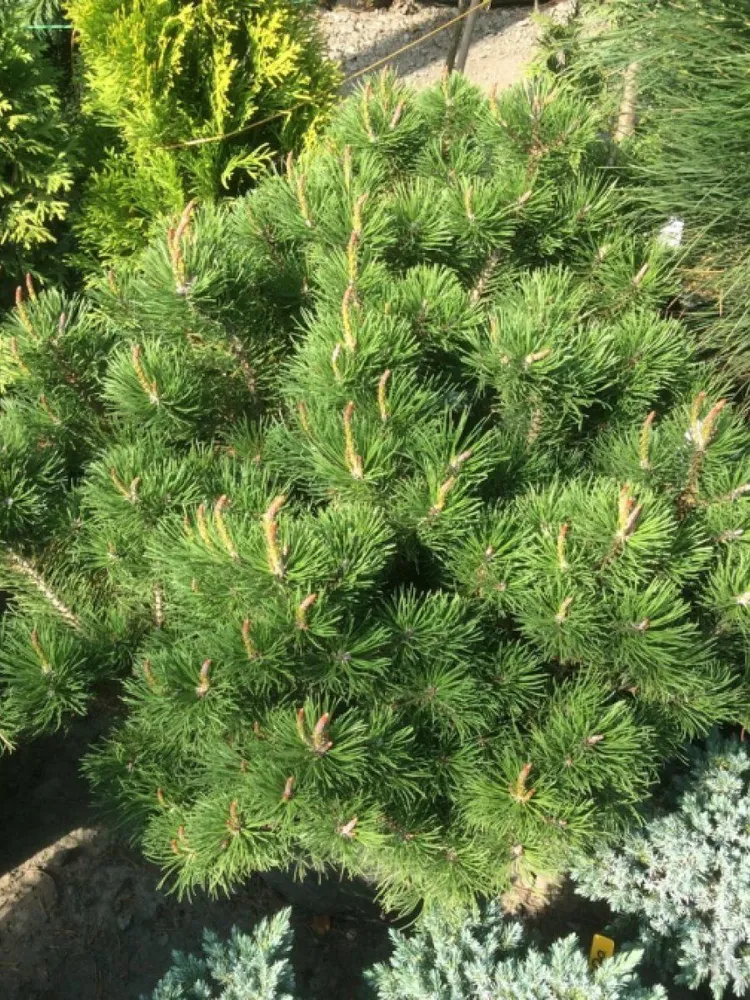 Сосна горная (Pinus mugo) 'Klostergrun'