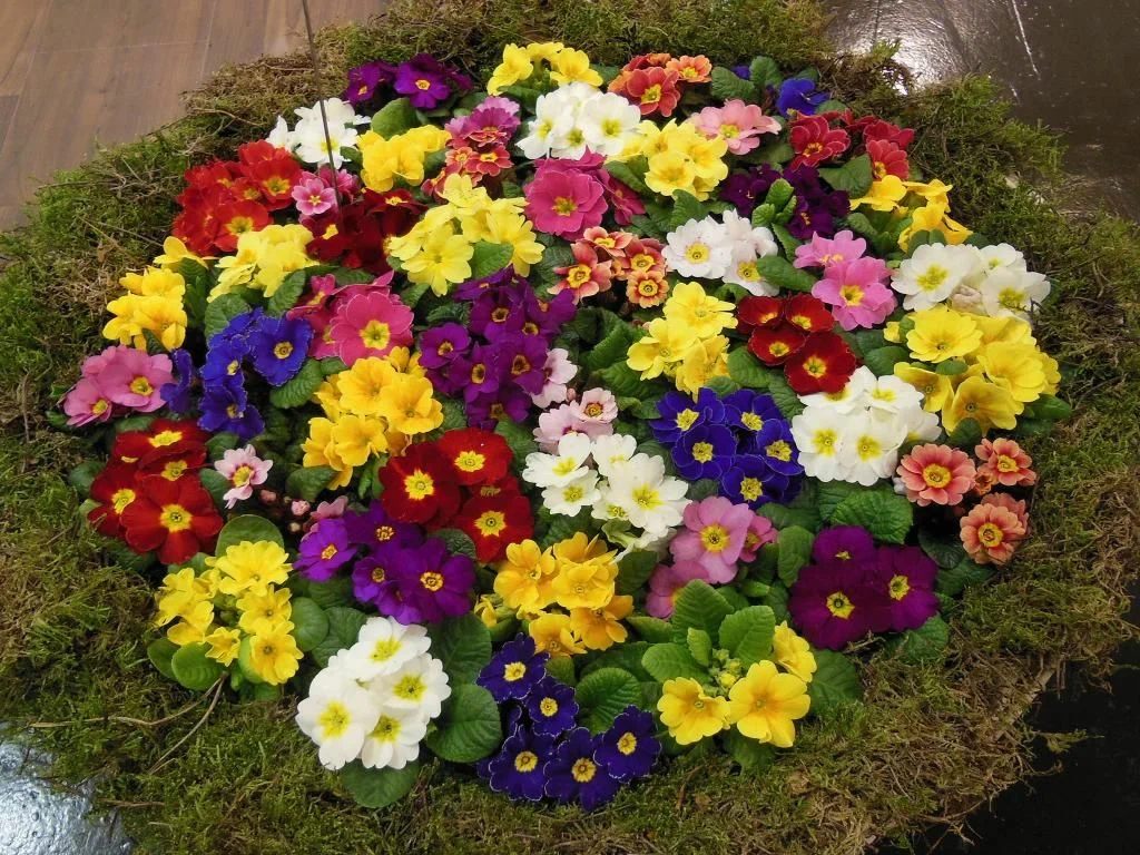 Примула высокая