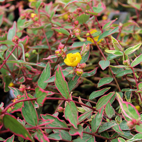 Зверобой Мозера (Hypericum)       «Tricolor»