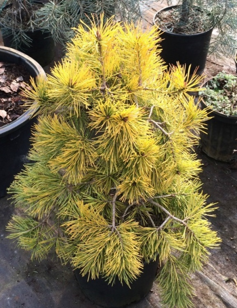 Сосна обыкновенная (Pinus sylvestris) «Gold Medal»