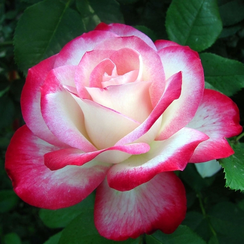 Jubile du Prince de Monaco (Подарок Санкт-Петербургу)