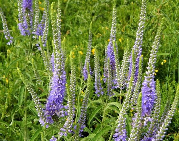 Вероника длиннолистная (Veronica longifolia)