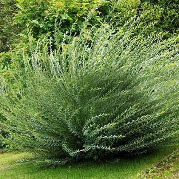 Ива гибридная (Salix) «Маяк»