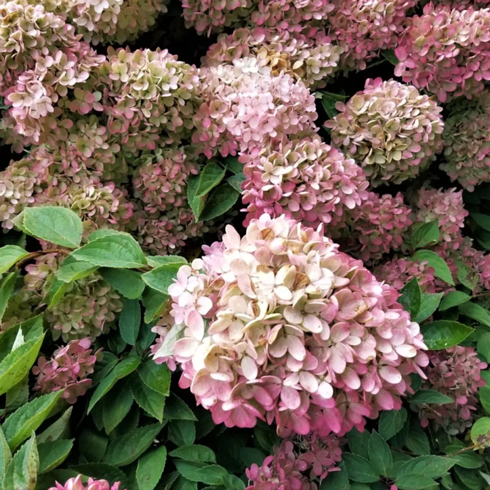 Гортензия метельчатая (Hydrangea paniculata) "Perle de Festival"