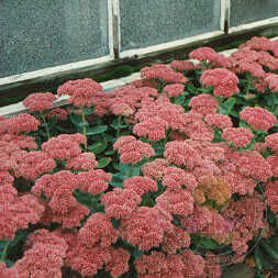 Очиток видный (Sedum spectabile) «Herbstfreude»