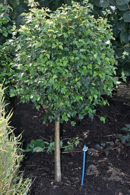 Берёза повислая (Betula pendula) "Magical Globe"