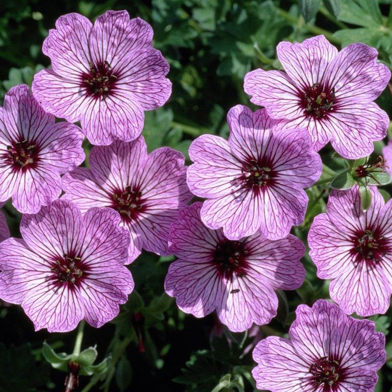 Герань (Geranium) «Laurence Flatman»