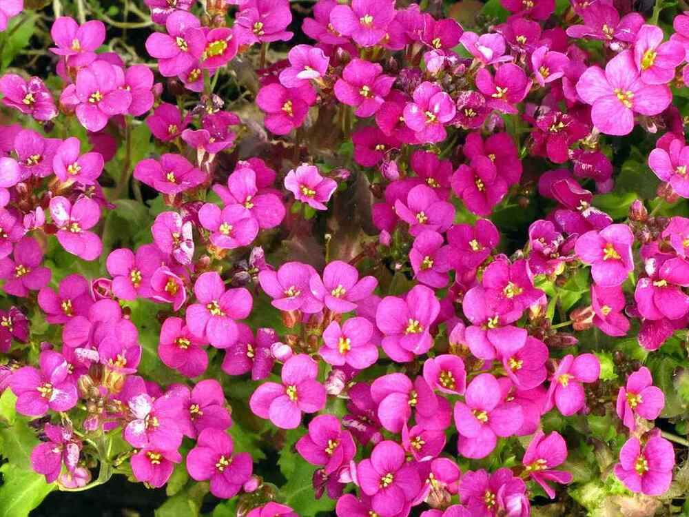 Арабис кавказский «Little Treasure Deep Rose»