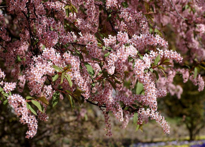 Черёмуха обыкновенная (Prunus padus)  «Colorata»