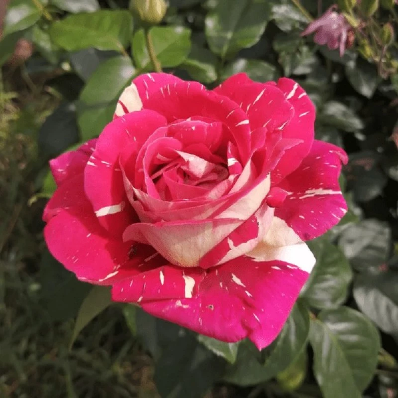 Пестрая Фантазия