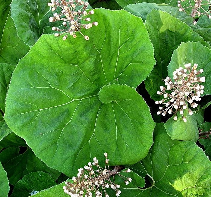 Белокопытник гибридный         (Petasítes hýbridus)
