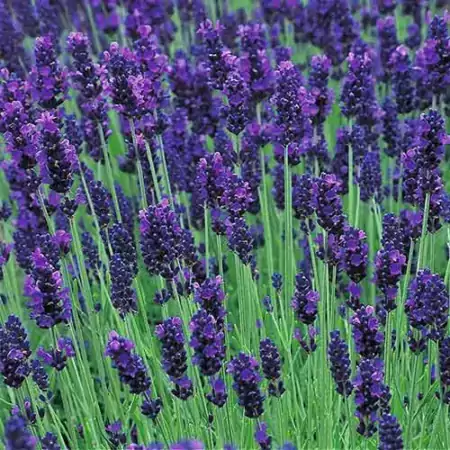 "Hidcote Blue Strain"