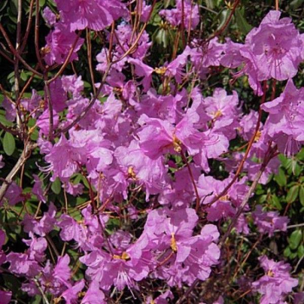 Остроконечный (маральник)