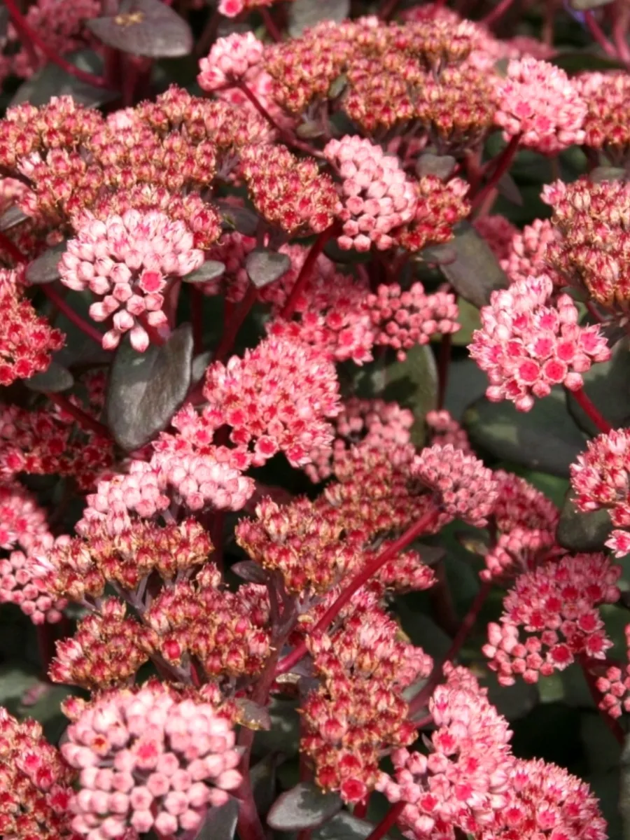 Очиток (Sedum)              «Red Sparkle»