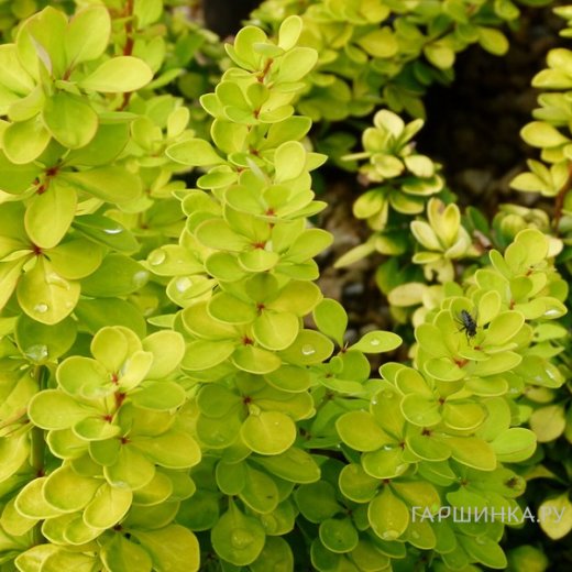 Барбарис Тунберга (Berberis thunbergii) «Golden Torch/Torch d`OR»