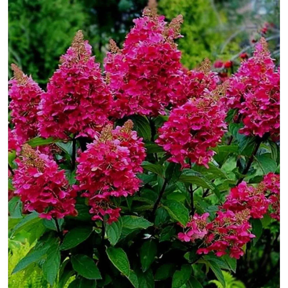 Гортензия метельчатая  “Wim’ s Red”