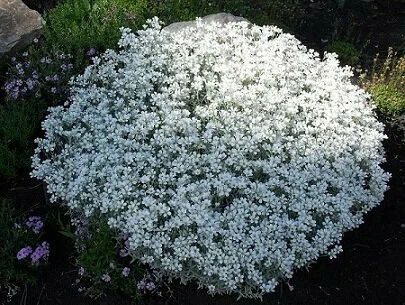 Ясколка (Cerastium)  Биберштейна