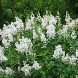 Сирень Генри 'Tammelan Kaunotar'