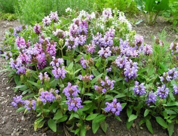 Прунелла крупноцветковая (Черноголовка) (Prunella Grandiflora) «Pagoda»