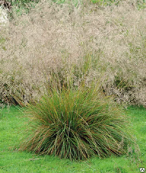 Щучка дернистая (Луговик) Bronzeschleier