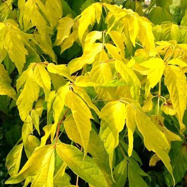 Клен ясенелистый (Acer negundo)   "Aurea"