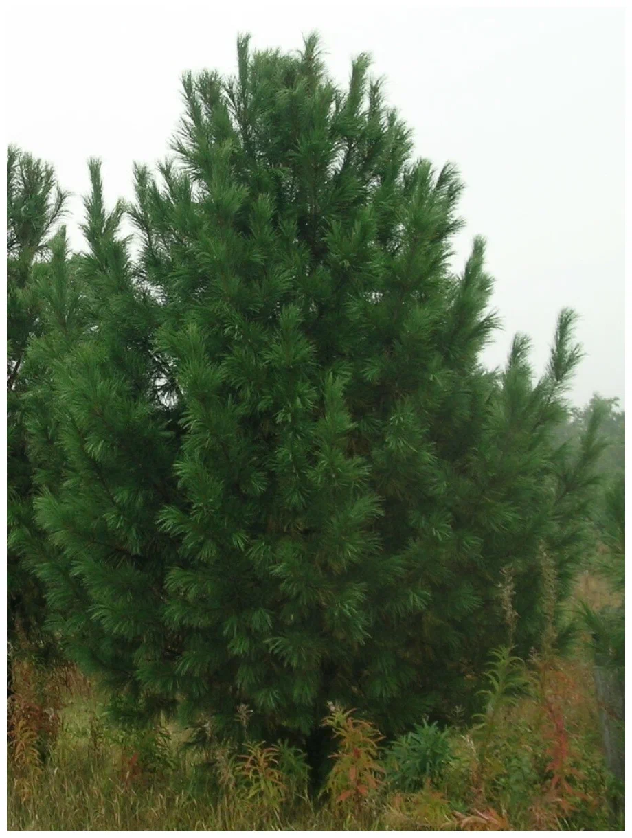 Кедр сибирский (Сосна сибирская кедровая) ком