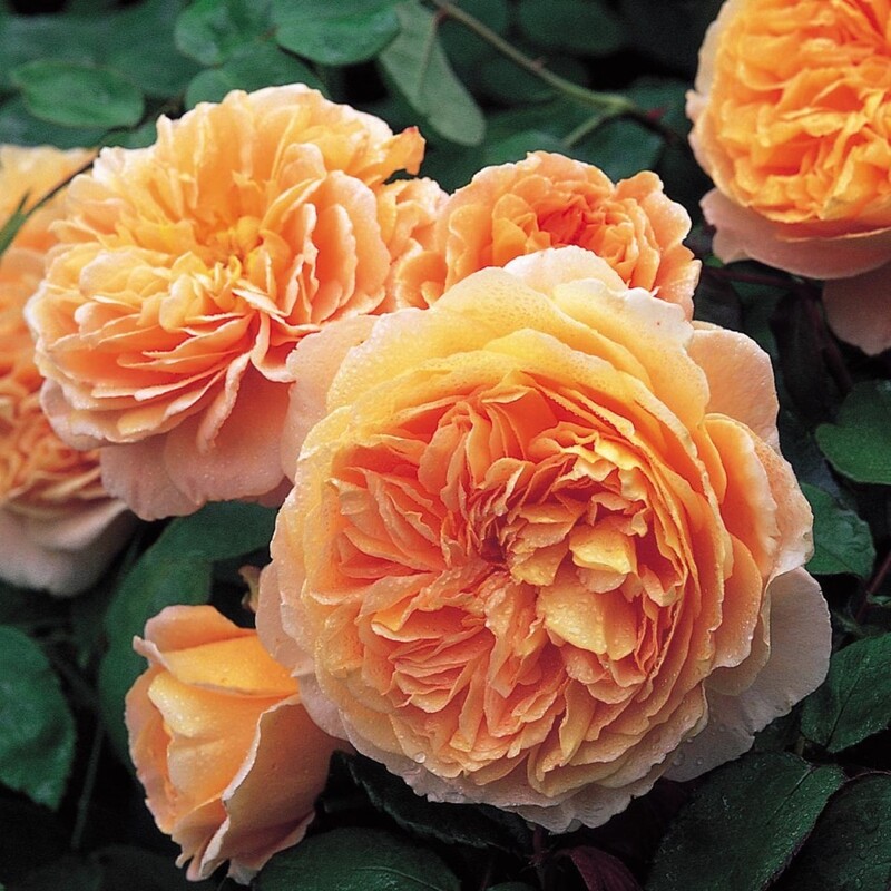 Crown Princess Margaretha