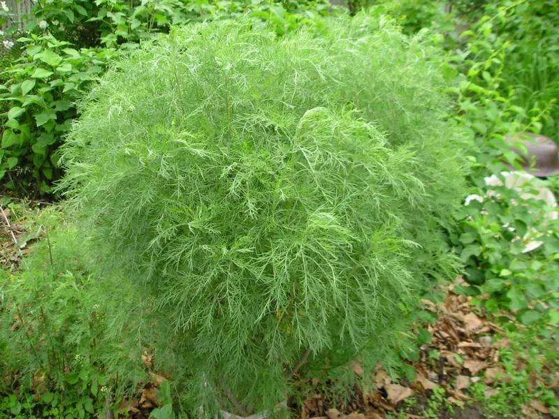 Артемизия (Artemisia) (Божье дерево)