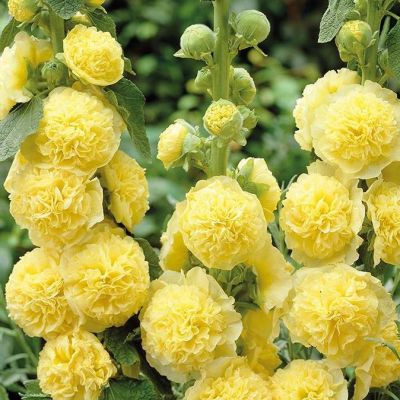 Штокроза (мальва) "Double Yellow"