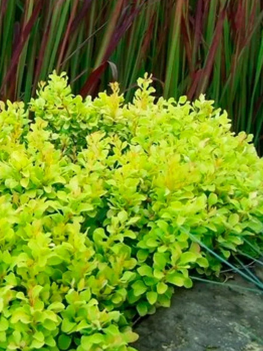 Барбарис тунберга «Goldalita»